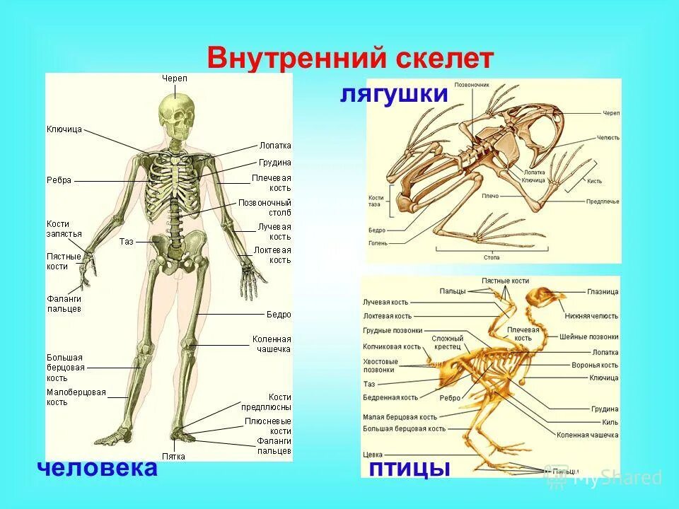 Внутренний скелет состоит из