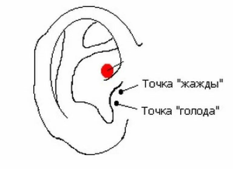 Укол точка голода отзывы. Акупунктурные точки уха для похудения. Акупунктурные точки на ухе для снижения веса. Акупунктурная точка на ухе для похудения. Акупунктура уха точки для похудения.