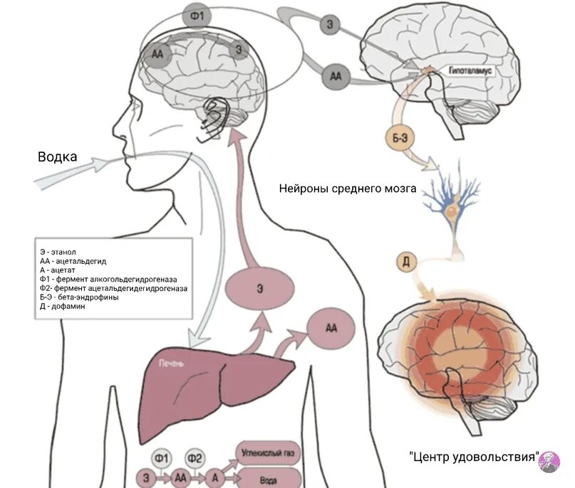 Мозги попал. Механизм воздействия алкоголя на организм. Механизм влияния алкоголя на организм человека. Механизм действия алкоголя на ЦНС. Схема воздействия спирта на мозг.