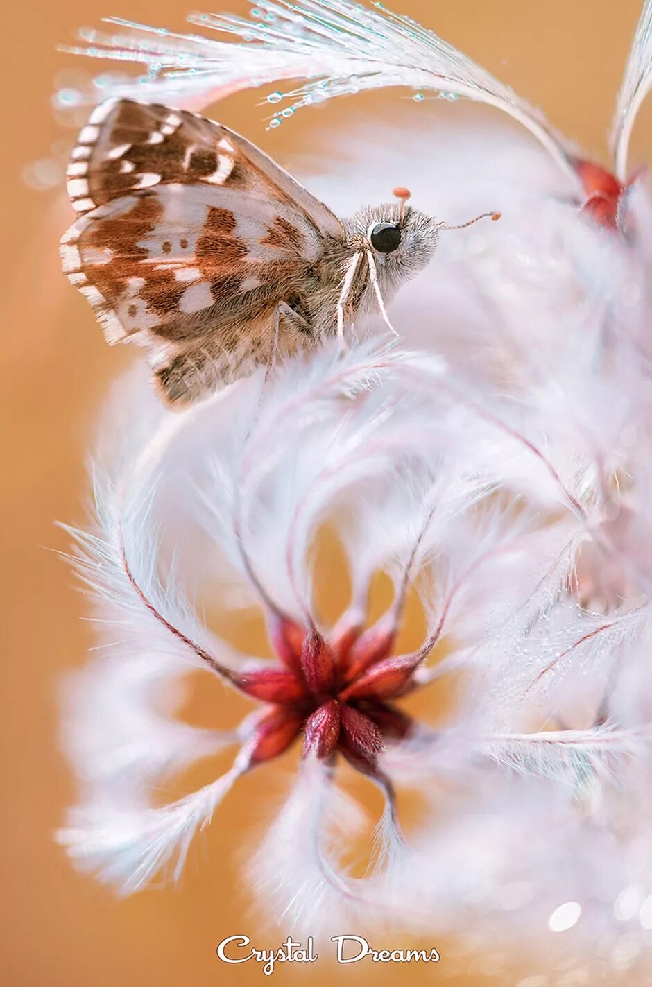 Бабочки в цветах. Бабочка на цветке. Красивые бабочки. Удивительная нежность