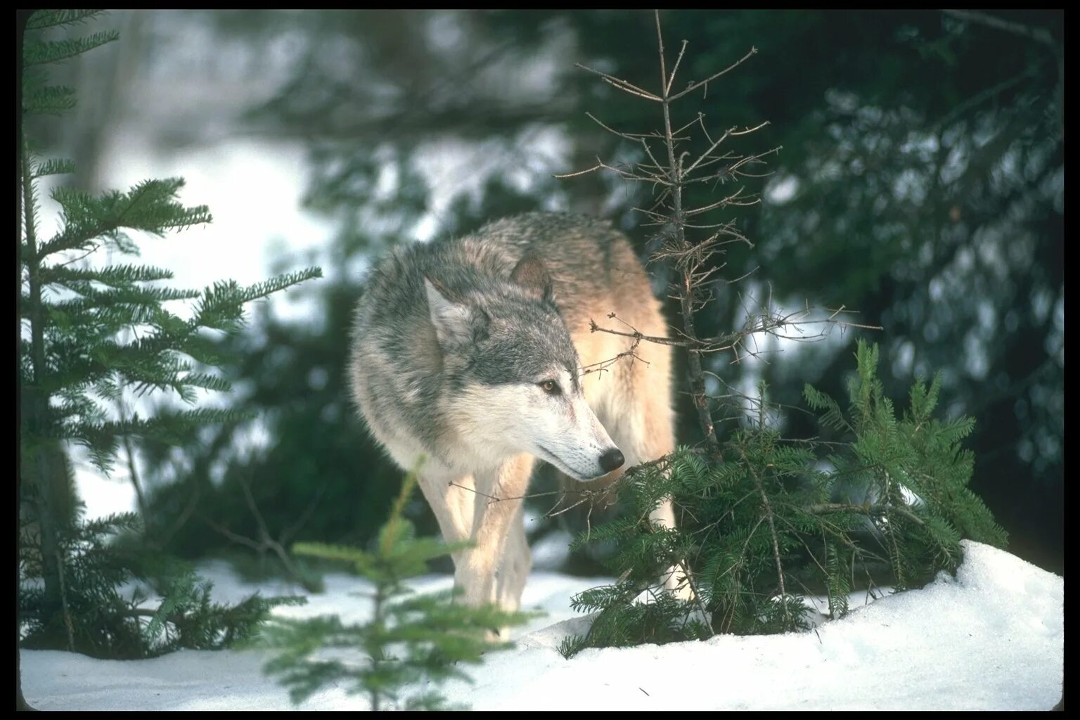 Волк в тайге. Волк зимой. Таёжный волк. Обитатели тайги. Хвойная волки