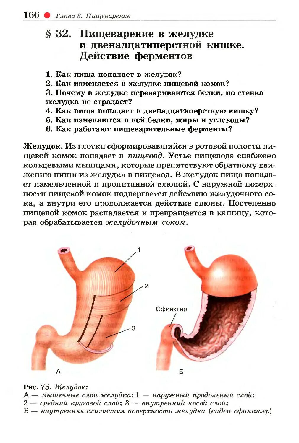 Склеивание пищевого комка. Внутренние. Желудок. И. другие. Организмы. Органы пищеварения.