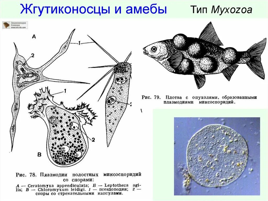 Облик жгутиконосцев. Облик жгутиконосцев