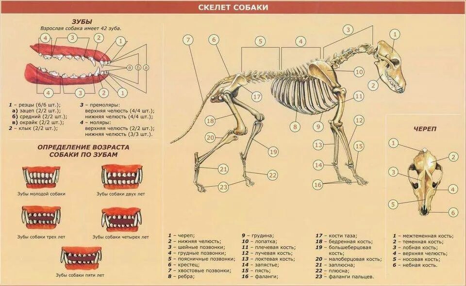 Сколько костей у собаки