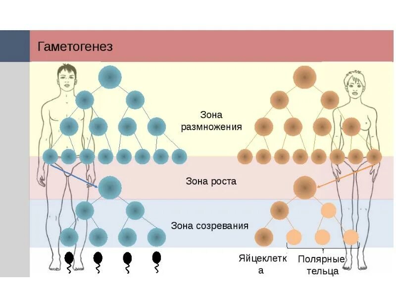 Формирование полярных телец