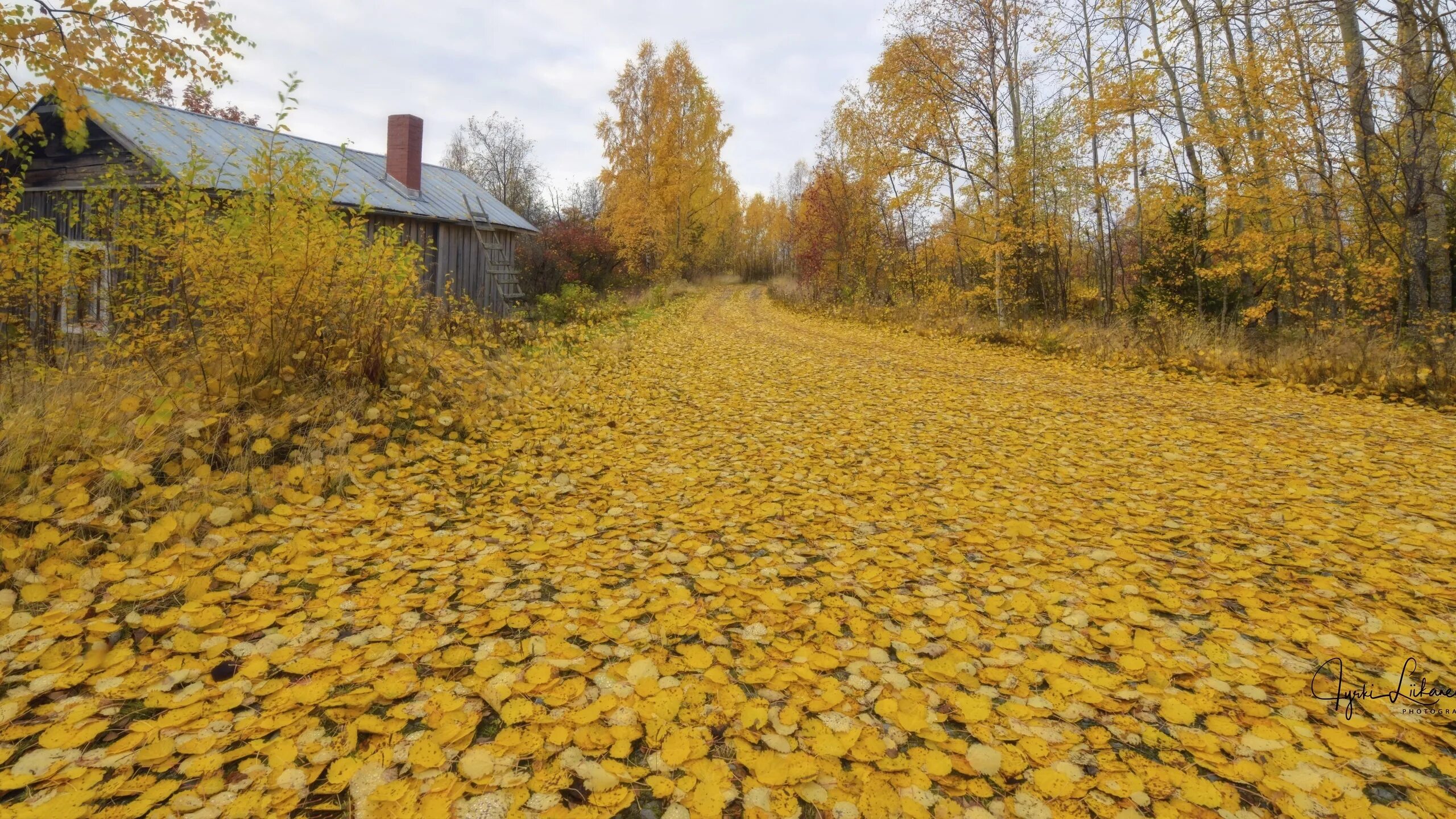 Листья желтые в пруду. Осень в деревне. Осень листья жёлтые дорога. Деревня осенние листья. Дом в деревне осень.