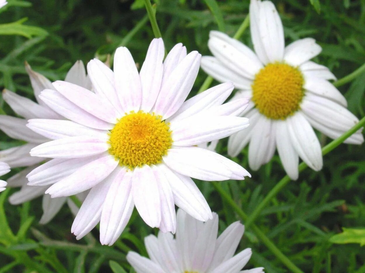 Ромашки картинки. Заставка ромашки. Ромашка 4 про. Ромашка (4). Детские стишки про ромашк.