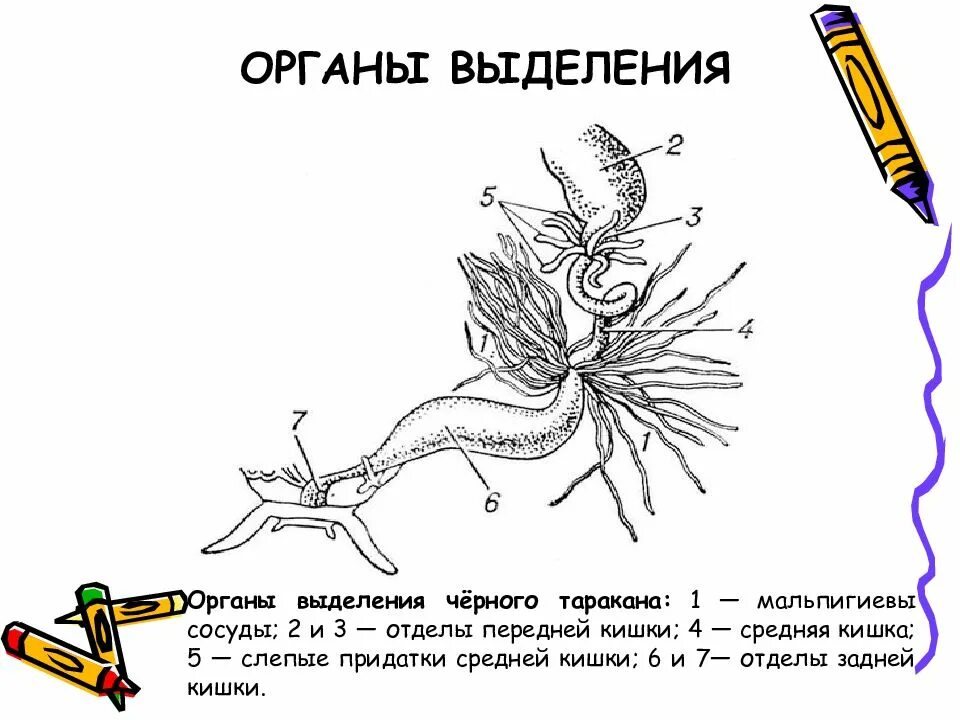 Представители какого класса имеют мальпигиевы сосуды. Мальпигиевы сосуды насекомых. Мальпигиевы сосуды у паукообразных. Мальпигиевы сосуды паука. Мальпигиевы сосуды это органы.