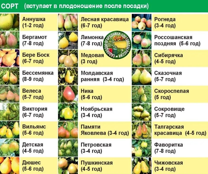 Текст каких только фруктовых деревьев. Сорта опылители яблонь таблица. Сорта груш таблица. Сорта яблок названия. Груша таблица описание сорта.