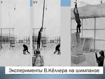 Эксперимент строй