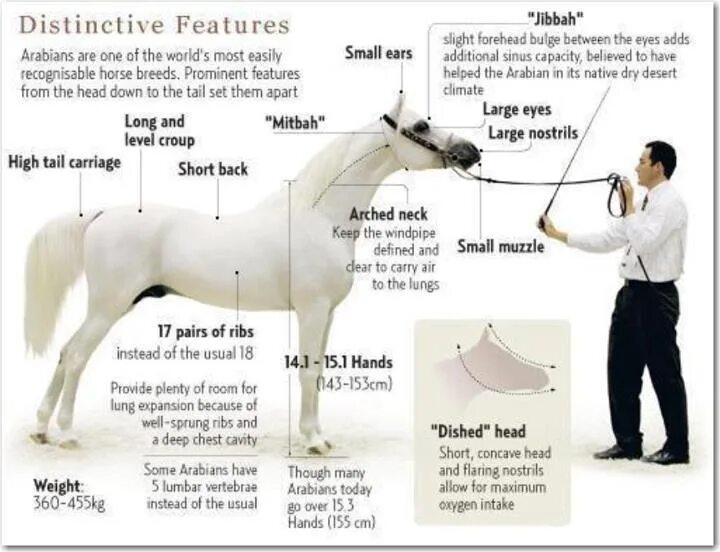 Типы арабских лошадей. Арабская лошадь рост в холке. Построение лошади. Средний рост арабской лошади.