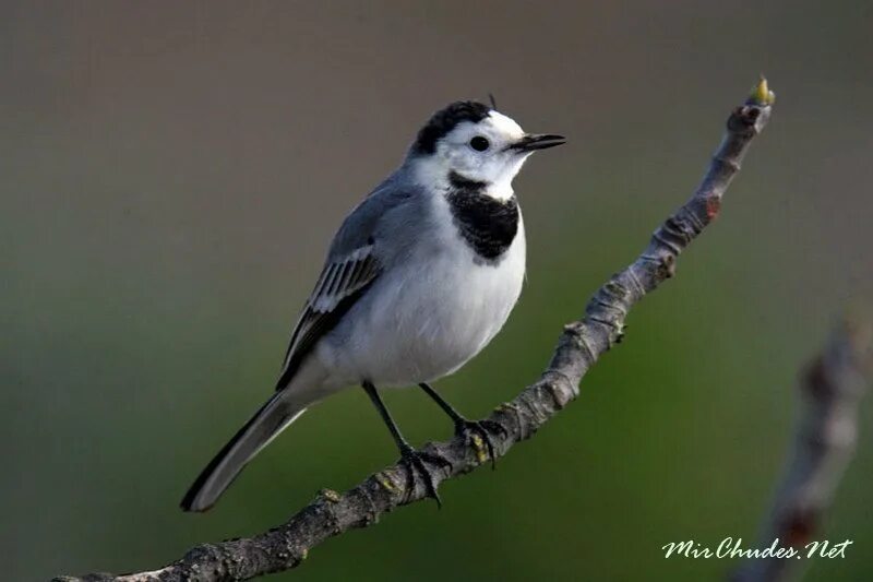 мухоловки пеструшки серые. латвийская трясогузка. черноголовый чекан. как называется птица с белой грудкой. сорока белохвостая.