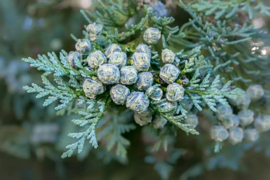 Хвойно жемчужные. Кипарис вечнозеленый (Cupressus sempervirens). Туя с шишечками. Туя Кипарисовые. Туя Блю кон.