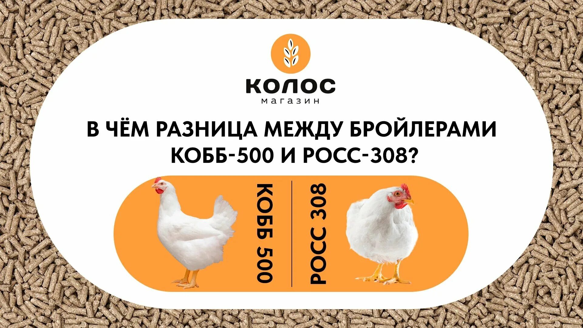 Бройлеры 308 характеристика. Бройлер Росс 308. Цыплята Росс 308 и Кобб 500. Росс 308 бройлер характеристика. Отличие Кобб 500 от Росс 308 бройлеров.