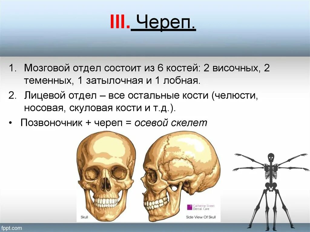 Он отличается большой и состоит из отделов. Мозговой отдел черепа. Мозговой череп состоит из. Кости мозгового отдела черепа. Мозговой отдел черепа состоит из костей.