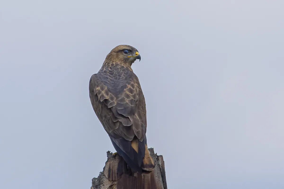 Второе имя канюка 5 букв сканворд. Канюк обыкновенный, сарыч (buteo buteo). Соколы ястребы и орлы хищные птицы. Второе имя канюка 5 букв сканворд. Второе имя канюка 5 букв сканворд.