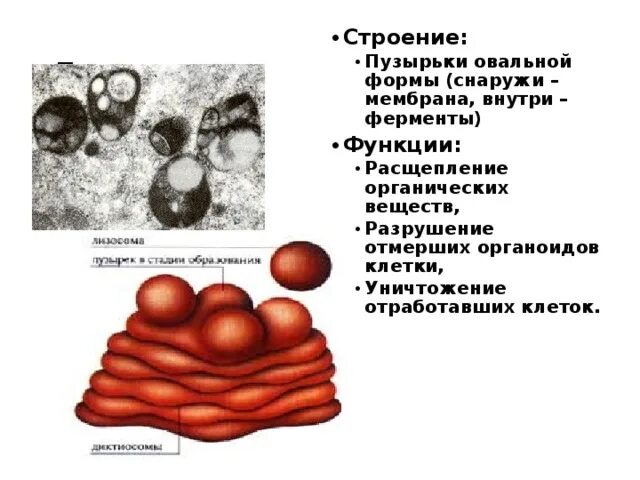 Транспортные пузырьки. Лизосомы строение и функции. Типы лизосом. Особенности строения лизосомы и её функции. Особенности строения лизосомы.