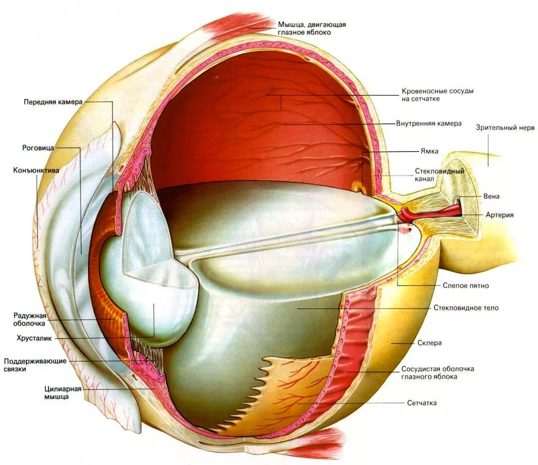 Строение глаза глазное яблоко. Анатомия глаза человека. Строение глаза человека анатомия. Внутренняя оболочка глаза анатомия. Анатомическое строение глазного яблока.