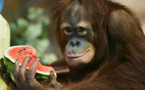 Monkey fruits