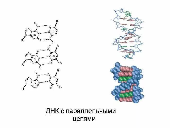 Биополимер ДНК. Биополимеры рисунок. Структурная формула биополимера. Биополимеры пример картинка. Структуры биополимера