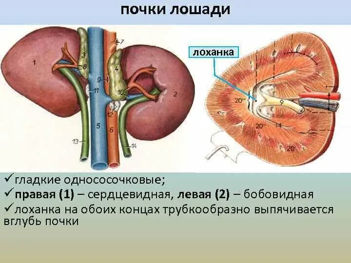 Почечная лоханка рисунок. Топография почек у лошади. Анатомическое строение почки КРС. Лоханка почка анатомия строение. Строение почки лошади.