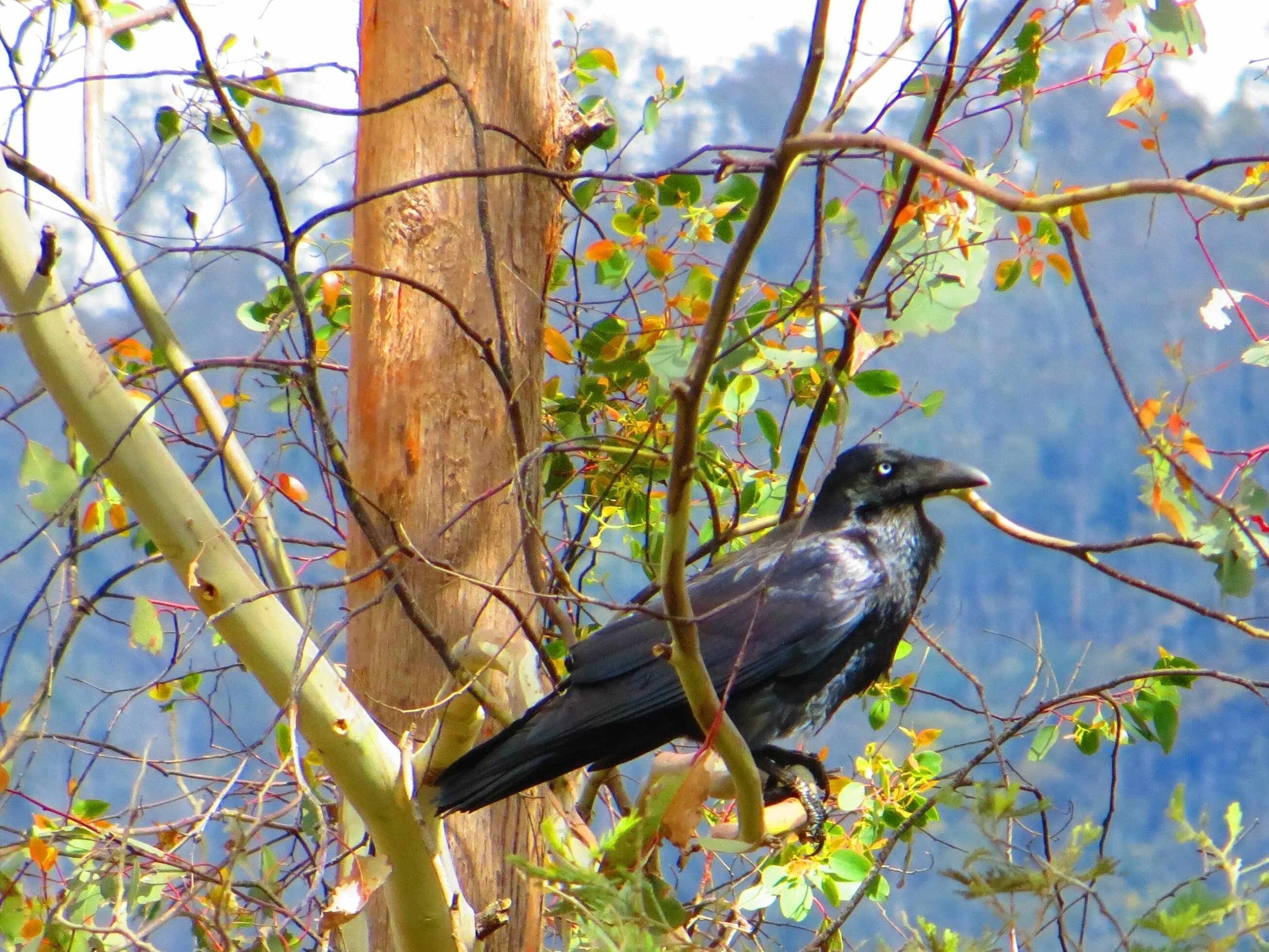 Corvus tasmanicus. Лесной ворон. Ворона. Лесная ворона.
