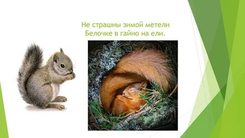 Презентация домики которые построила природа 1 класс