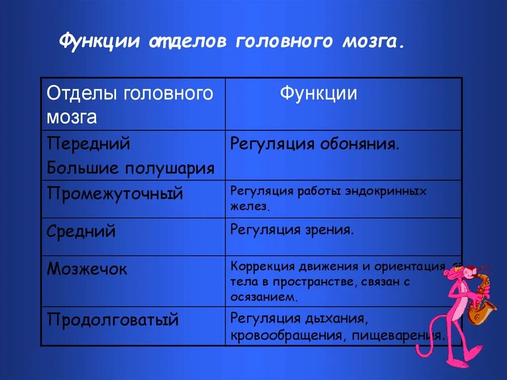 Функции отделов головного. Функции отделов мозга. Функции отделов головного мозга таблица. Функции каждого отдела мозга. Указать функции отделов мозга