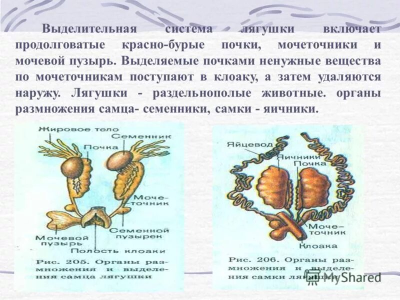 Мочеточник у земноводных