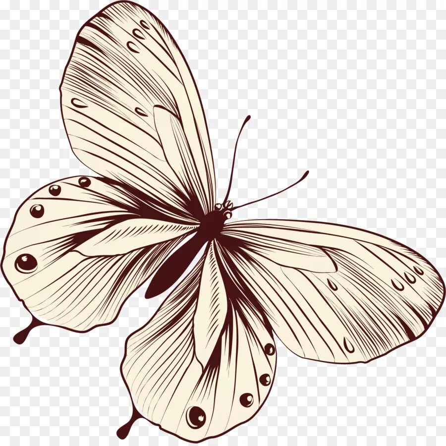 Без цветной рисунок. Бабочки на белом фоне. Бабочка рисунок. Бабочка вектор. Векторные бабочки.