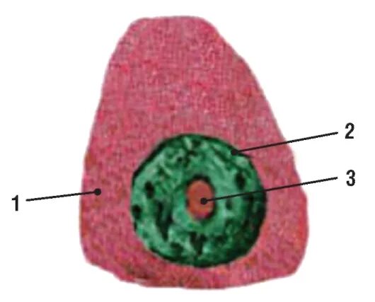 Фазы деления митоза таблица. Митотический цикл клетки схема. Деление ядра клетки. Деление клетки жизненный цикл митоз. Жизненный цикл клетки митотический цикл клетки кратко.
