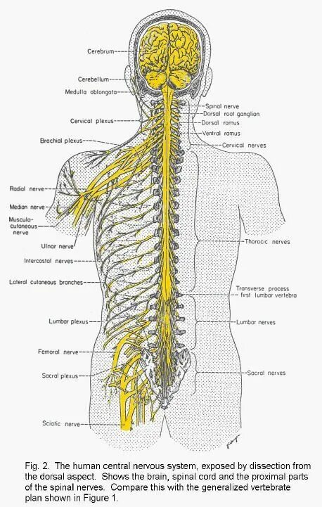 Анатомия нервной системы позвоночника человека. Нервная система позвоночника человека схема. Нерв позвоночника схема. Строение нервных окончаний позвоночника.
