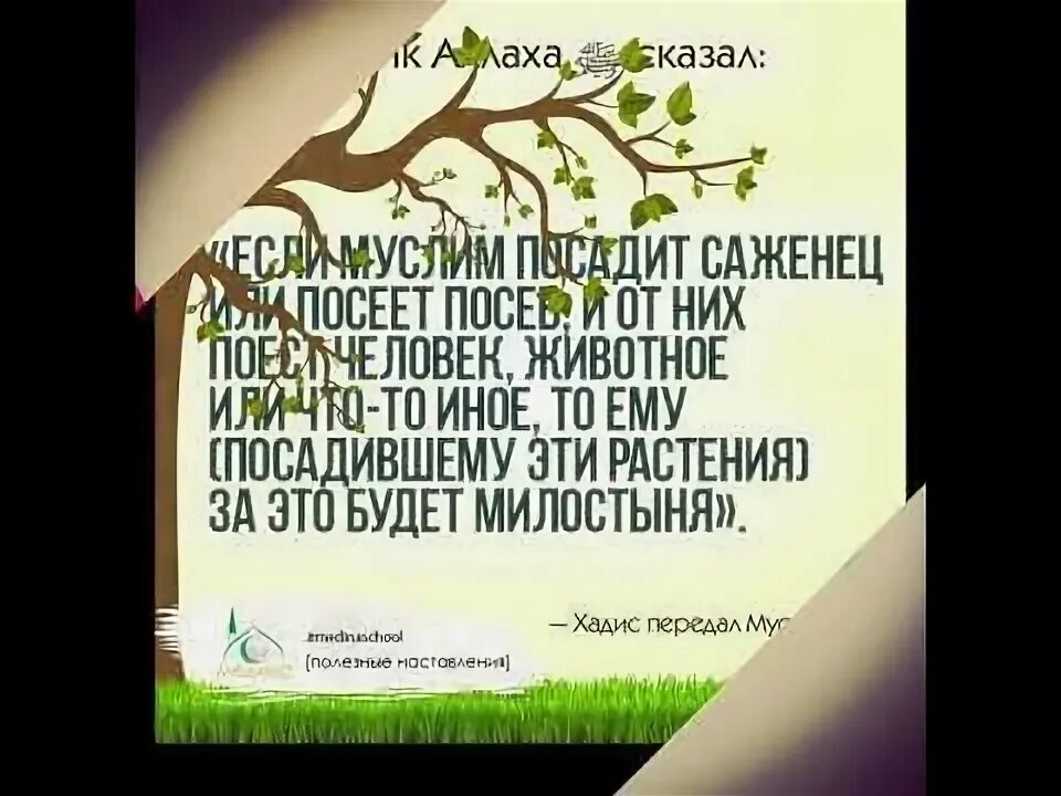Достоверные хадисы пророка мухаммада с а в. Хадисы пророка мухаммада с.а.в. хадис про дерево. посадка дерева в исламе. слова пророка.