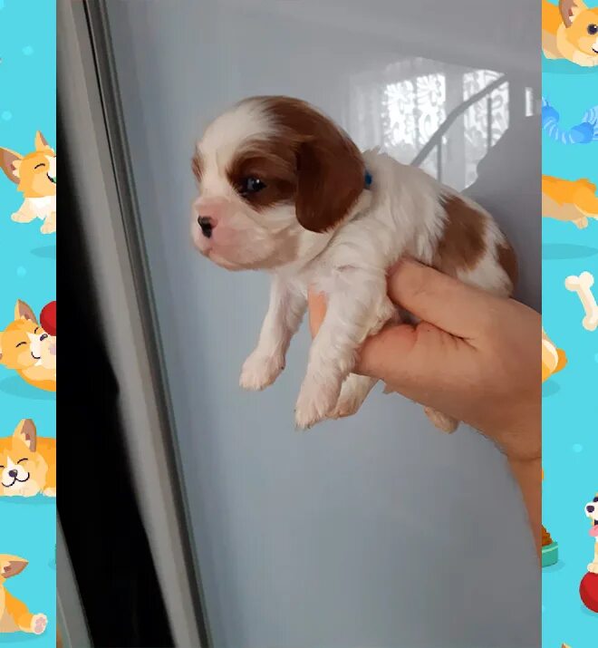 Мальчик кавалер. Кинг чарльз спаниель фото мальчик почему розовый хвост. Кинг чарльз спаниель не кавалер. Кинг чарльз спаниель не кавалер. Мальчик кавалер.