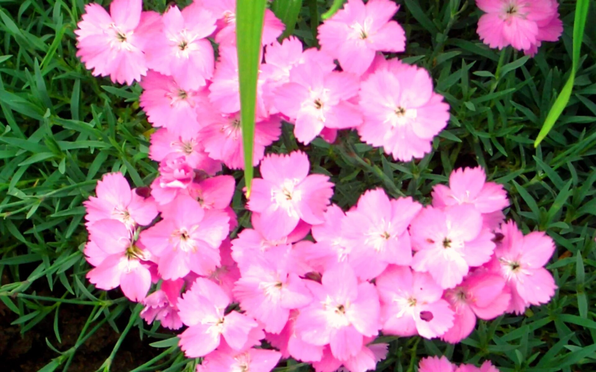 Гвоздика почвопокровная многолетняя. Гвоздика травянка Вайт-ред. Гвоздика травянка Альпийская. Гвоздика Альпийская "грезы" Dianthus Alpinus. Гвоздика Альпийская (Dianthus alpinum `Rose Star`).