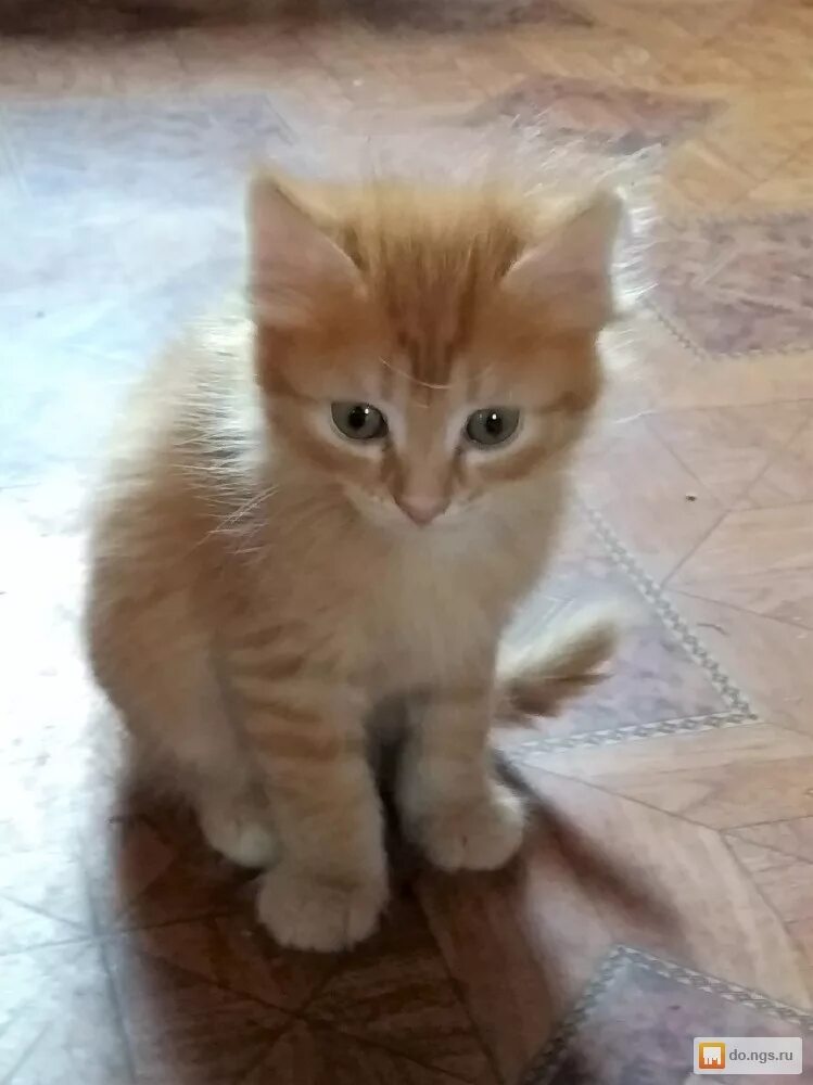 Возьмем кошечку