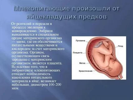 Эмбрион млекопитающего получает питание через