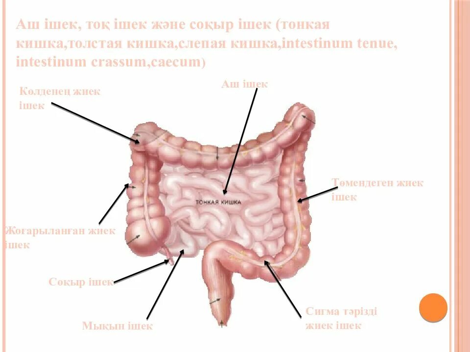 Толстая кишка intestinum crassum. Тонкий кишечник без надписей. Толстая кишка среда