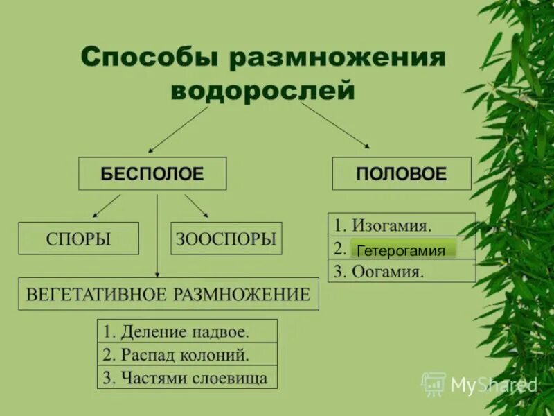 Какие водоросли размножаются. Способы размножения водорослей. Размножение водорослей схема. Размножение водорослей кратко. Размножение водорослей схема 6 класс.