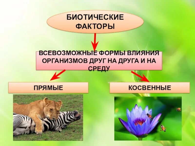 Прямое и косвенное влияние человека на животных. Косвенные животные. Косвенного воздействия биотических факторов. Косвенные трофические связи. Косвенные животные.