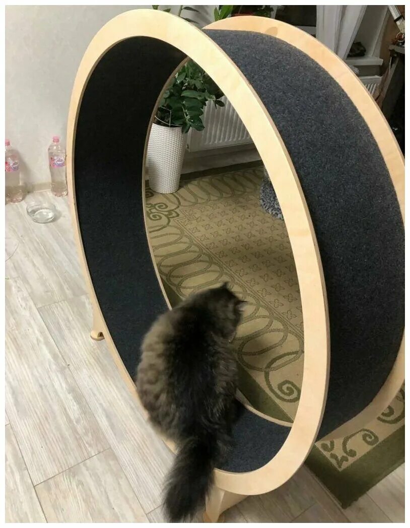 тренажер для кошек беговое колесо. беговое кольцо для котов. колесо для кошек. беговое кольцо для кошек. беговое колесо для кошек.