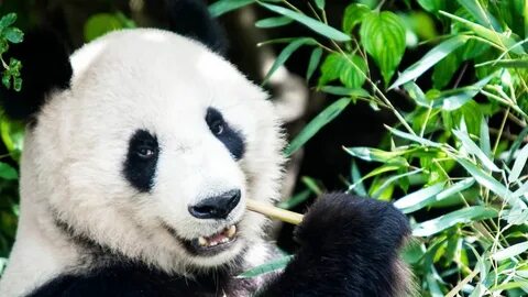 Pandas срез