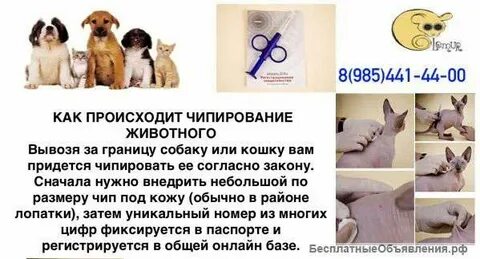 Зачем чипируют собак