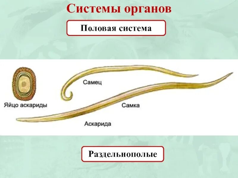 Острицы раздельнополые животные. Почему нематоды раздельнополые?. Половая система круглых червей червей. Тип кольчатые черви 7 класс биология. Свободноживущие и паразитические круглые черви.