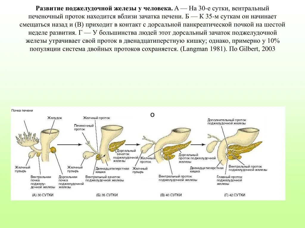 Эпителий печени и поджелудочной железы. Эмбриональные источники развития поджелудочной железы. Развитие печени в эмбриогенезе. Поджелудочная железа онтогенез. Эмбриогенез поджелудочной железы гистология.