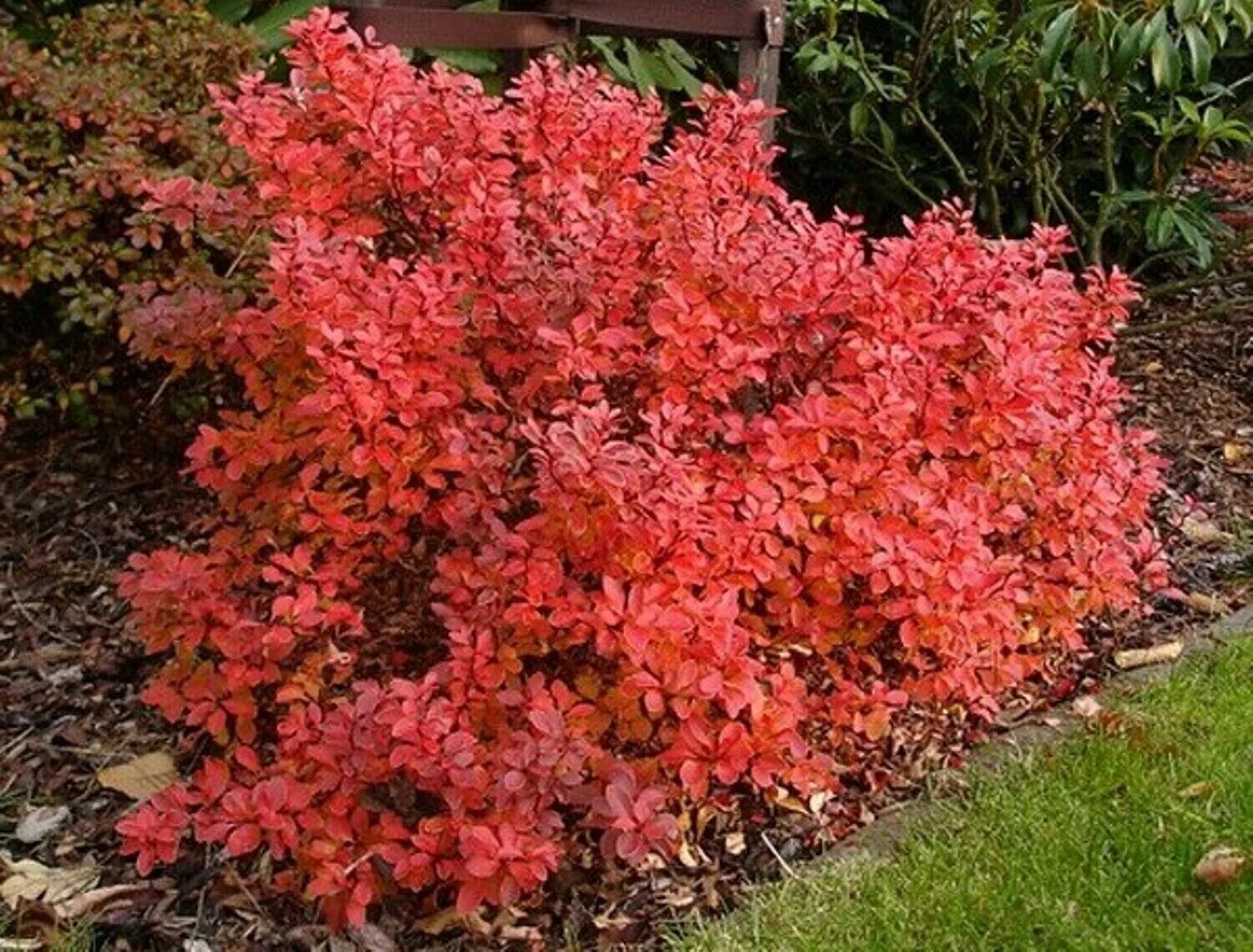 Старый барбарис. Berberis thunbergii &#039;fireball&#039;. барбарис тунберга файербол. барбарис тунберга berberis thunbergii fireball. барбарис тунберга файер болл.