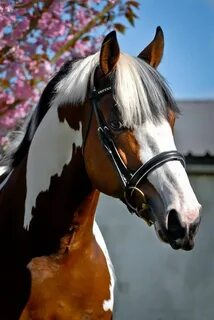 De cheval