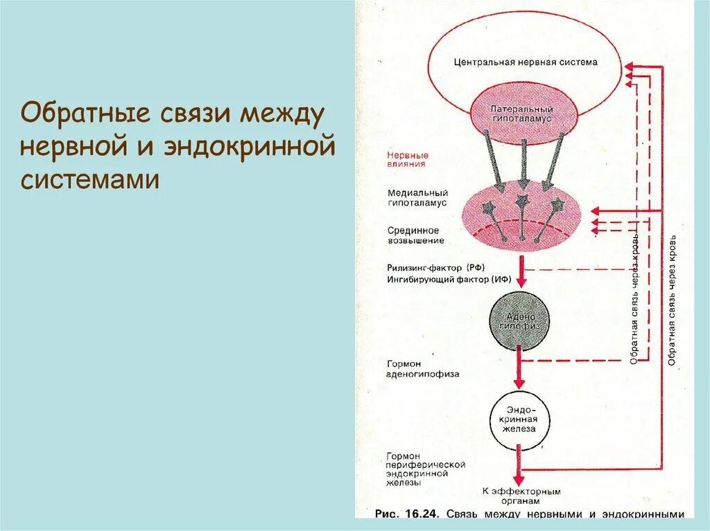 Схема взаимодействия нервной и эндокринной систем. Схема обратной связи физиология. Механизм обратной связи эндокринной системы. Схема взаимодействия нервной иммунной и эндокринной систем. Гормон центральной нервной системы