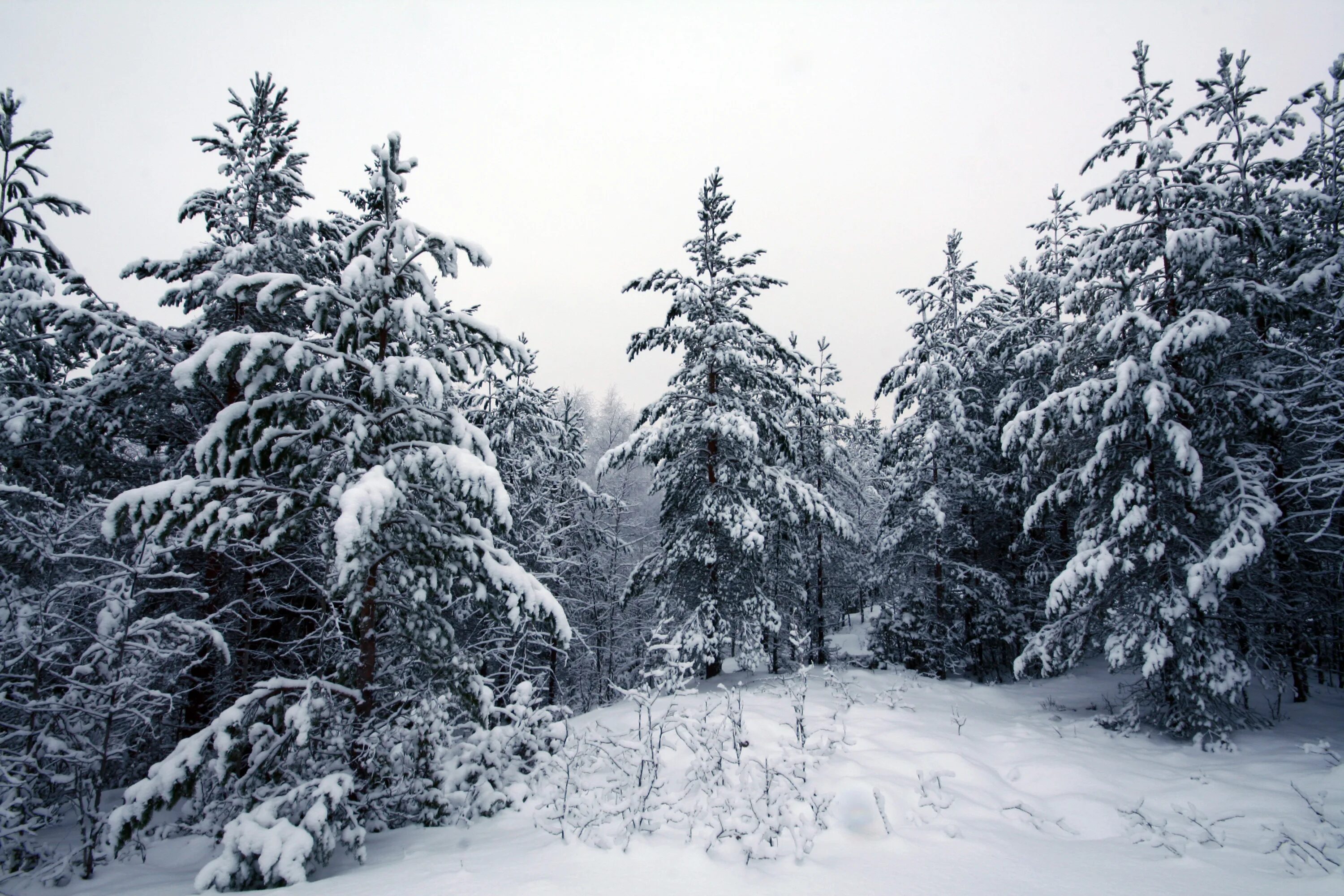Снег лежит на елях. Зимний лес. Зимние ели. Снежный лес. Зимой в лесу.
