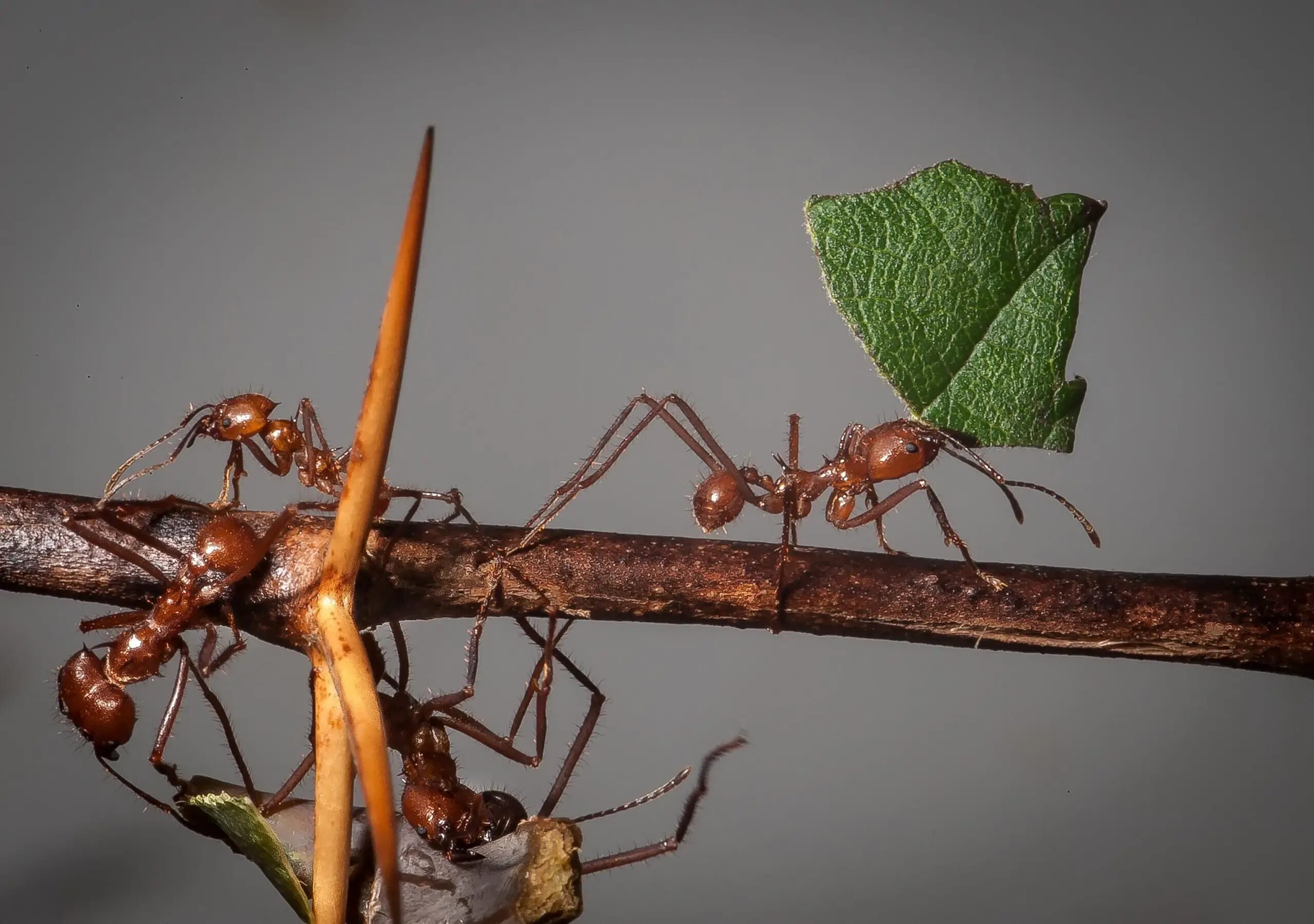 Use ant